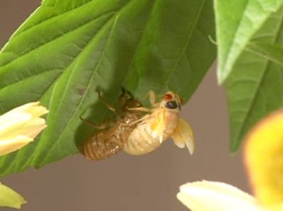 The cicada then curls forward, and grabs hold of its former skin