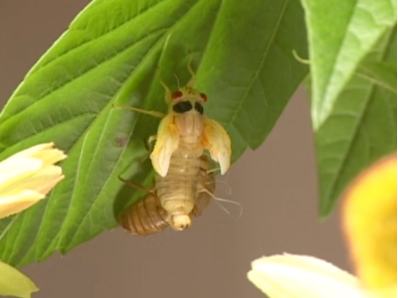 The cicada crawls away from its old skin.