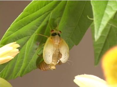 The cicadas wings fill with fluid and expand.