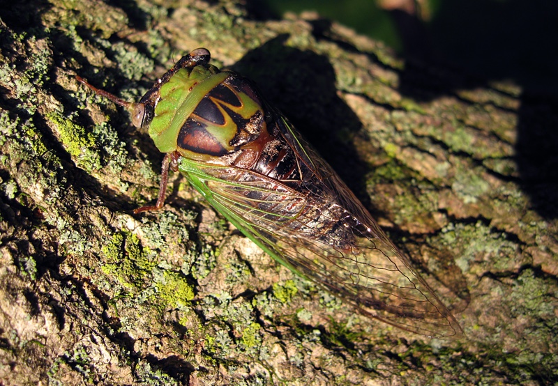 Megatibicen pronotalis photo by Roy Troutman, taken in Batavia, Ohio