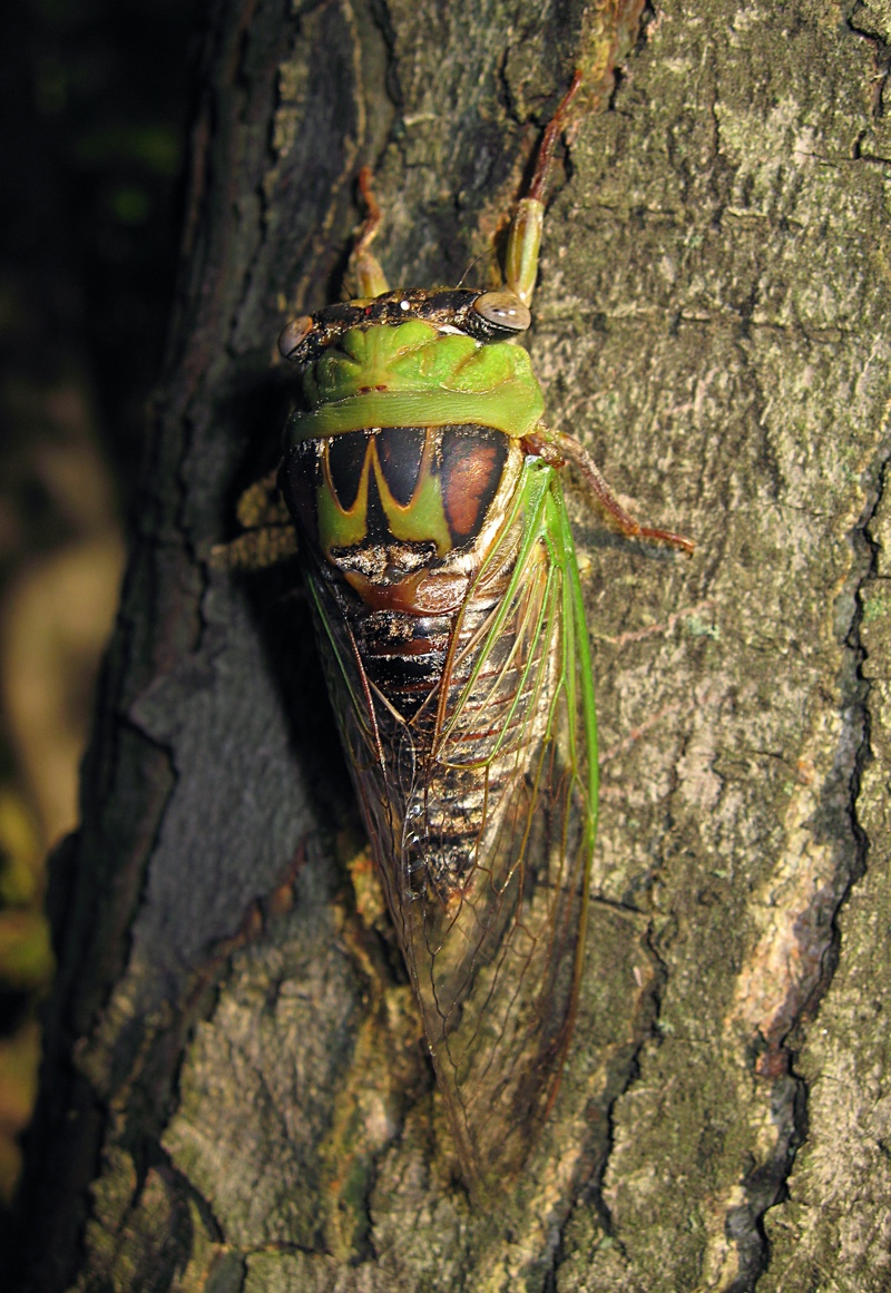 Megatibicen pronotalis photo by Roy Troutman, taken in Batavia, Ohio