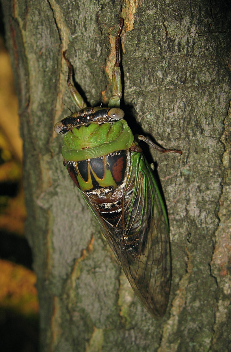 Megatibicen pronotalis photo by Roy Troutman, taken in Batavia, Ohio