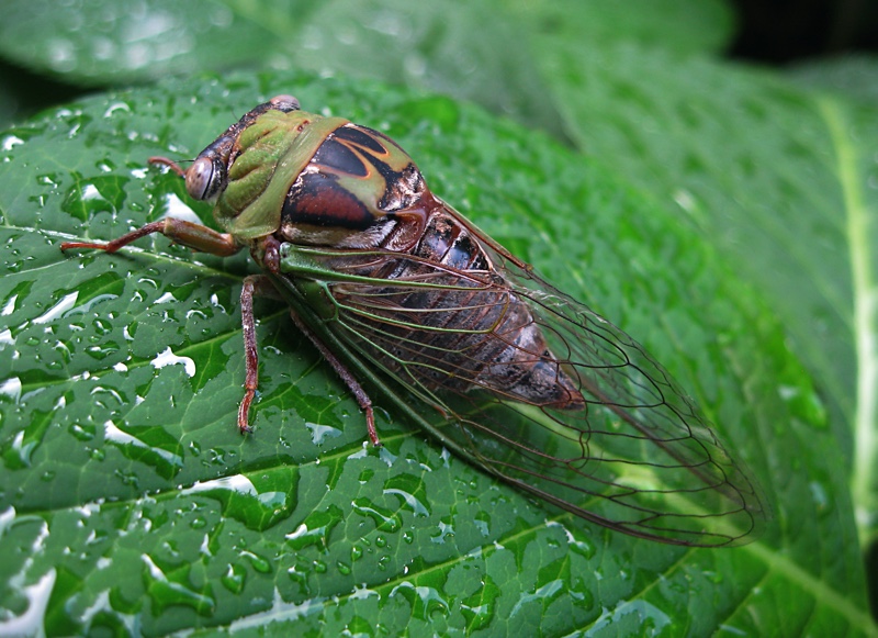 Megatibicen pronotalis photo by Roy Troutman, taken in Batavia, Ohio