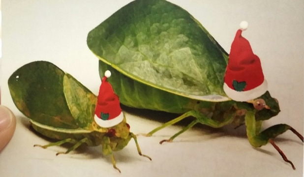 Cicada Christmas card