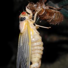 Molting cicada