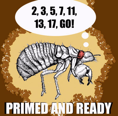 A cicada counting prime numbers