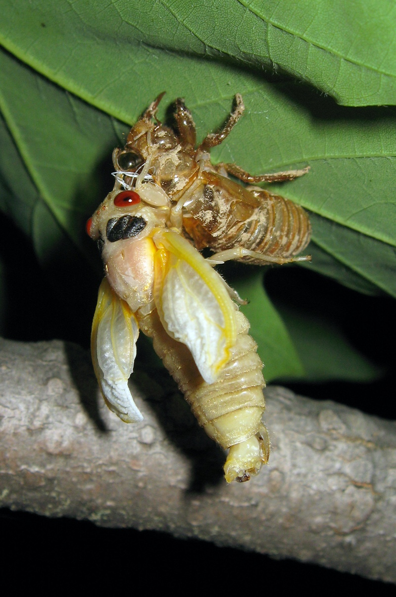 A Brood XIV Magicicada straggler, emerged 4 years late. in 2012 photo by Roy Troutman.