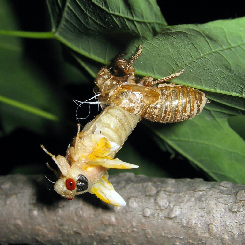 A Brood XIV Magicicada straggler, emerged 4 years late. in 2012 photo by Roy Troutman.