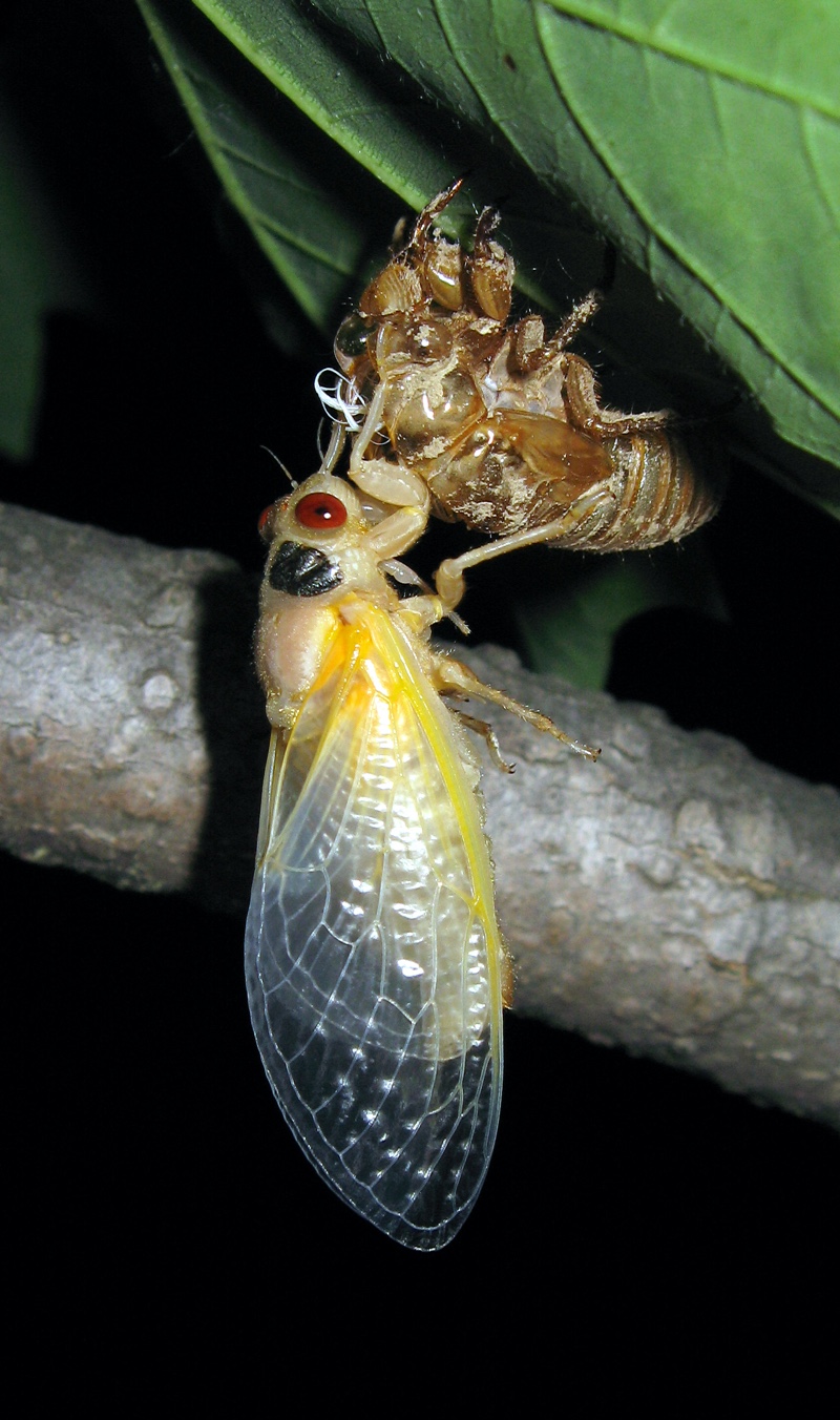 A Brood XIV Magicicada straggler, emerged 4 years late. in 2012 photo by Roy Troutman.