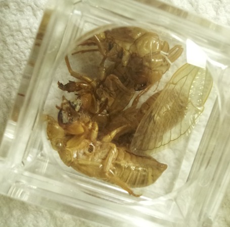 cicada skins in a box