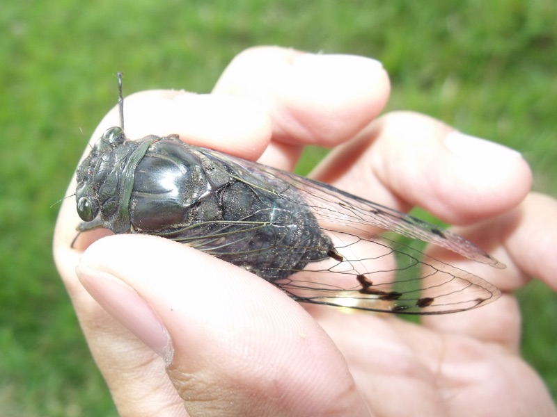 Possibly a Quesada sodalis (about 1 1/2 inch (4cm))