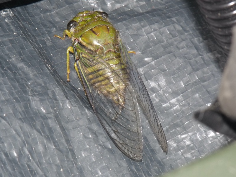 Fidicinoides picea 