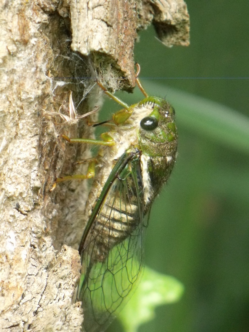 Fidicinoides picea 