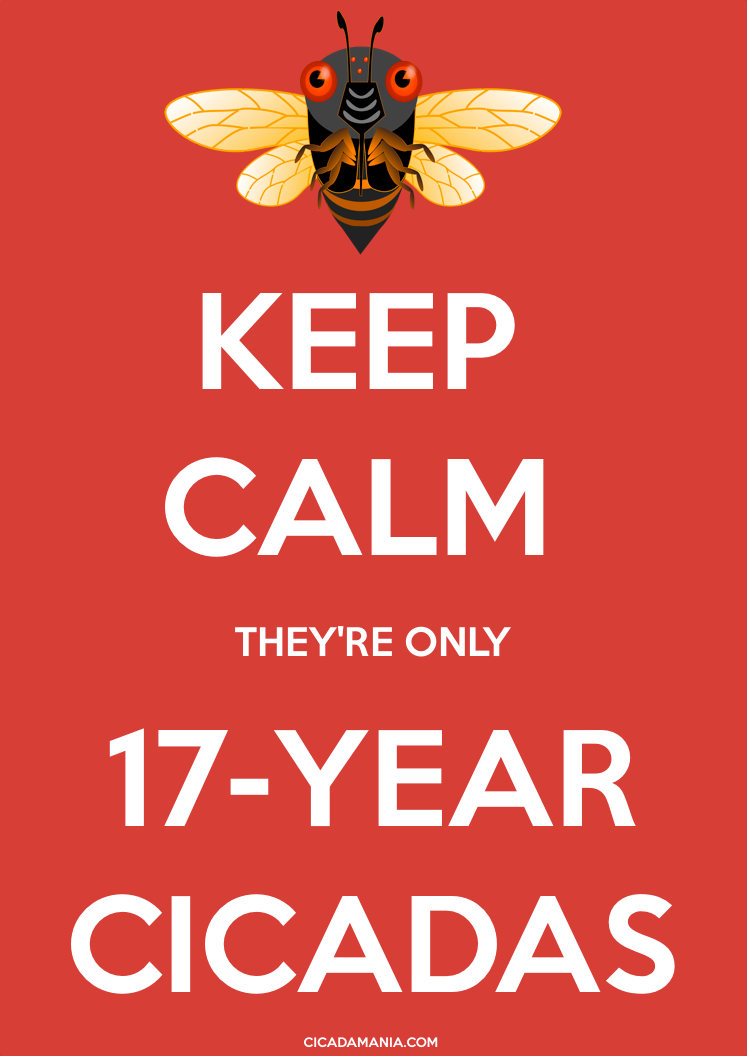 Keep Calm, they're only 17-Year Cicadas