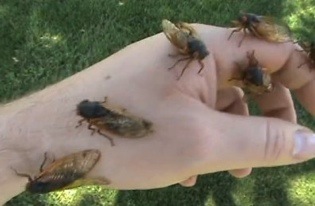 There will be plenty of cicadas on hand.