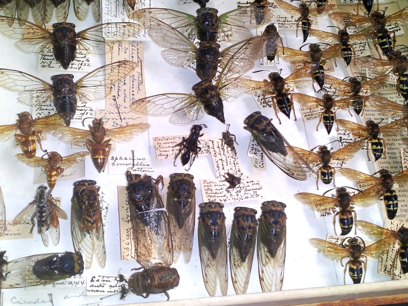 Tibicen and cicada killer wasps