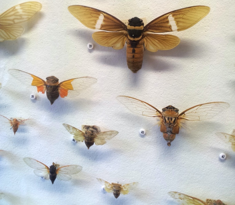 Wall of Insects