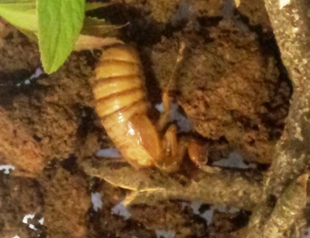 Brood II cicada Nymph