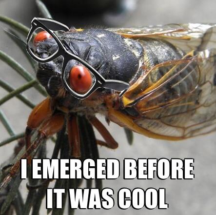 hipster cicada