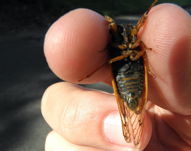 Male Magicicada septendecula