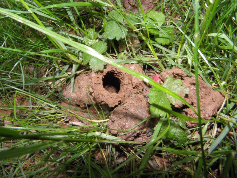 Brood II 2013 - Dan Mozgai - Cicada Chimneys