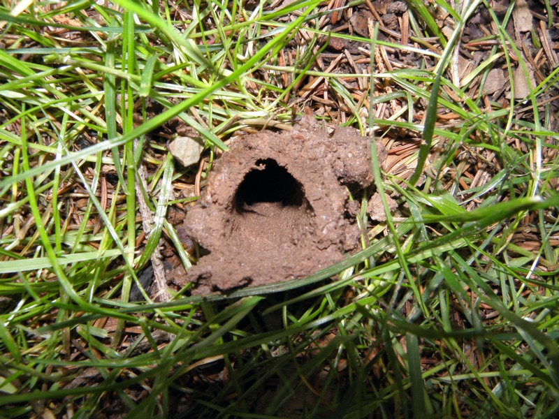 Brood II 2013 - Dan Mozgai - Cicada Chimneys