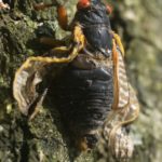 Adult Brood II Magicicada septendecim from Westfield NJ by Jim Occi