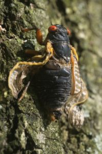 Adult Brood II Magicicada septendecim from Westfield NJ by Jim Occi