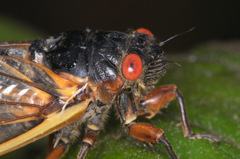 Adult Brood II Magicicada septendecim from Westfield NJ by Jim Occi