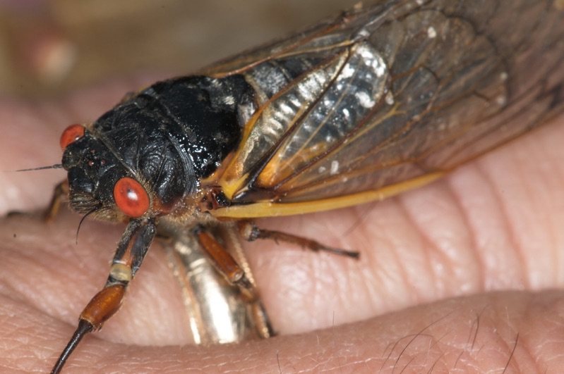 Adult Brood II Magicicada septendecim from Westfield NJ by Jim Occi