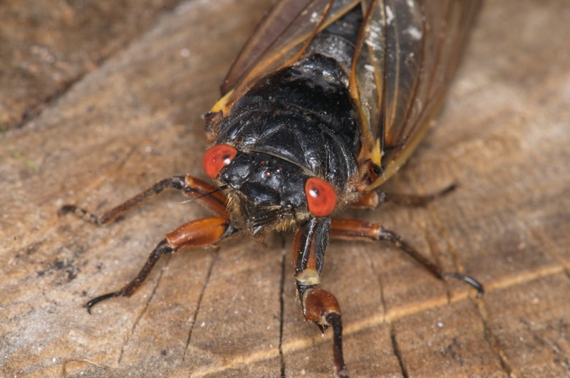 Adult Brood II Magicicada septendecim from Westfield NJ by Jim Occi