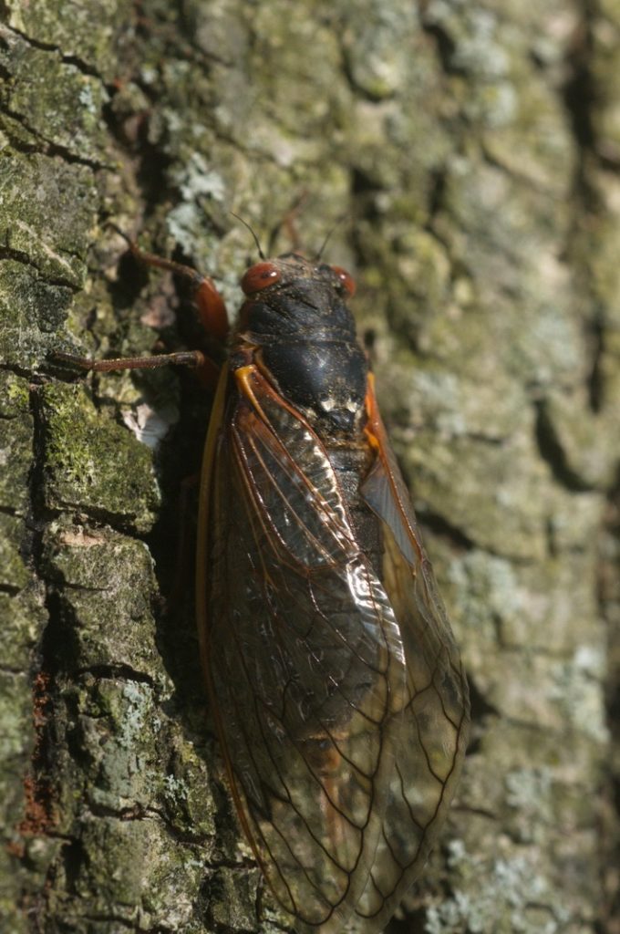 Photos of Brood II Magicicada cicadas from Westfield, NJ by Jim Occi