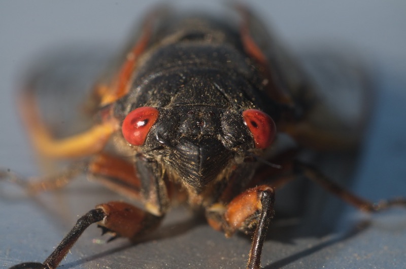 Adult Brood II Magicicada septendecim from Westfield NJ by Jim Occi