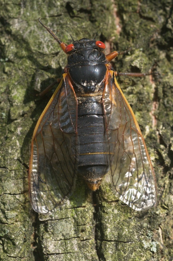 Adult Brood II Magicicada septendecim from Westfield NJ by Jim Occi