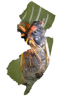 Jersey Cicada