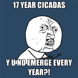 17 year cicadas y u no?