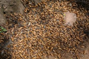 Brood II; A mass of exuvia and corpses by Roy Troutman