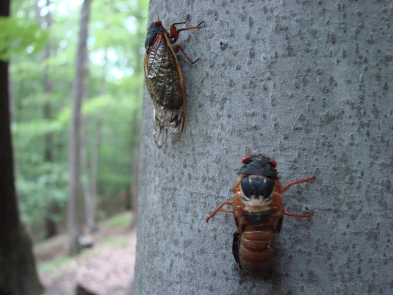 Adult Magicicada and cicada with failed ecdysis in Connecticut by Jean-Francois Duval