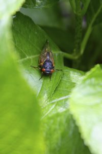 Adult Magicicada on a leaf in Scotch Plains by Judy Lanfredi