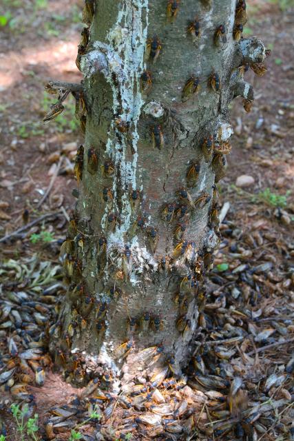 Adult Magicicada on a pine tree by Roy Troutman