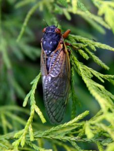 Adult Magicicada septendecim in Scotch Plains by Judy Lanfredi