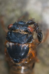 Ant feeding on Magicicada in Westfield by Jim Occi
