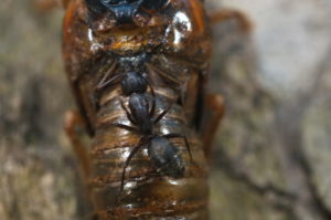 Ant feeding on Magicicada in Westfield by Jim Occi 2
