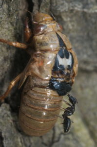 Ant feeding on Magicicada nymph in Westfield by Jim Occi