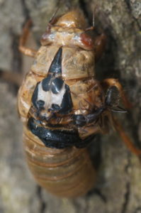 Ant feeding on Magicicada nymph in Westfield by Jim Occi 2