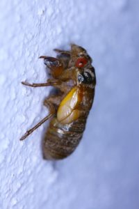 Cicada Nymph by Roy Troutman