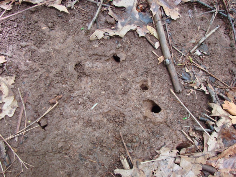 Cicada emergence holes in Connecticut by Jean-Francois Duval