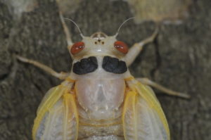 Close up of a teneral Magicicada in Westfield NJ by Jim Occi