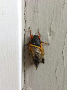 Crippled Magicicada in Scotch Plains by Judy Lanfredi