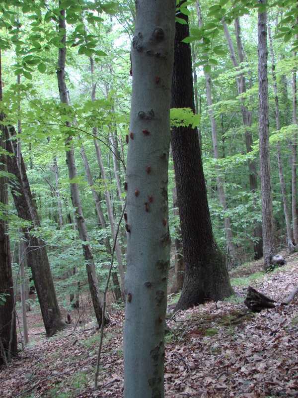 Exuvia on a tree in Connecticut by Jean-Francois Duval